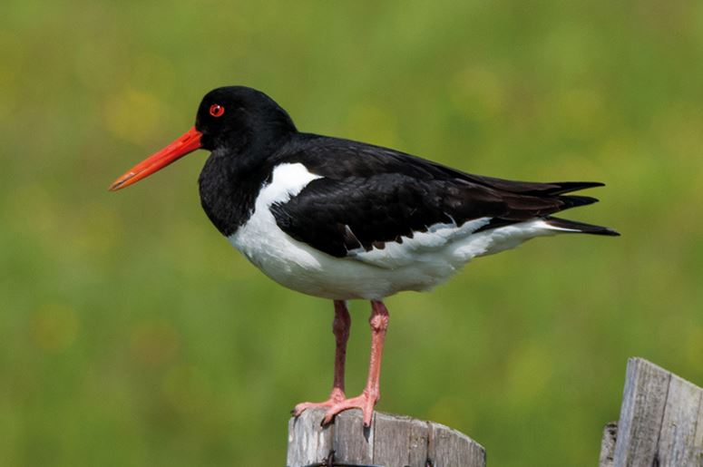 Picture of an Oystercatcher bird on a fence post